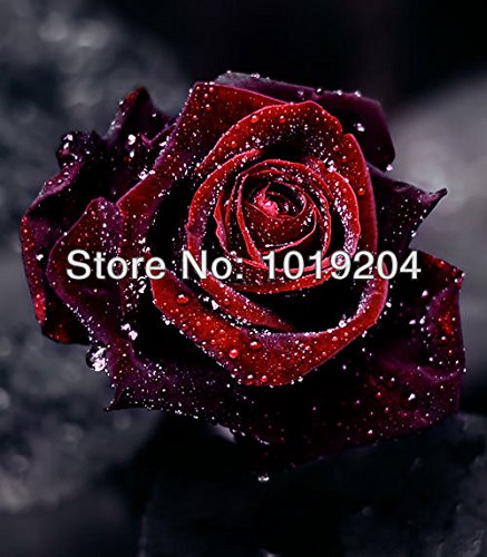 6208542605026 - 200 ROSE BLACK BACCARA (HYBRID TEA ROSE SEEDS),DEEP RED ,DELICATELY SCENTED ,DIY BONSAI OR YARD CUT ROSE FLOWER PLANT