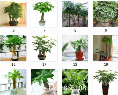 6208542605484 - HOME & GARDEN PACHIRA MACROCARPA SEEDS, TRUE BONSAI TREE SEEDS, PACHIRA MONEY TREE PLANT SEEDS, PCS/PACK