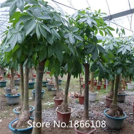 6208542605491 - HOME & GARDEN PACHIRA MACROCARPA SEEDS, TRUE BONSAI TREE SEEDS, PACHIRA MONEY TREE PLANT SEEDS, PCS/PACK
