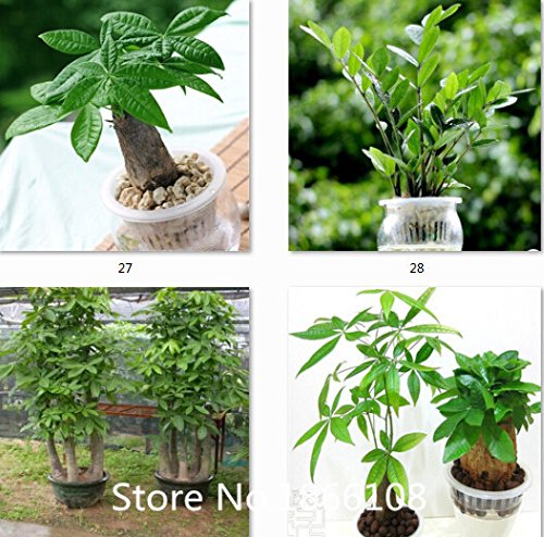 6208542605538 - HOME & GARDEN PACHIRA MACROCARPA SEEDS, TRUE BONSAI TREE SEEDS, PACHIRA MONEY TREE PLANT SEEDS, PCS/PACK