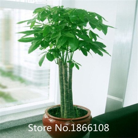 6208542605552 - HOME & GARDEN PACHIRA MACROCARPA SEEDS, TRUE BONSAI TREE SEEDS, PACHIRA MONEY TREE PLANT SEEDS, PCS/PACK