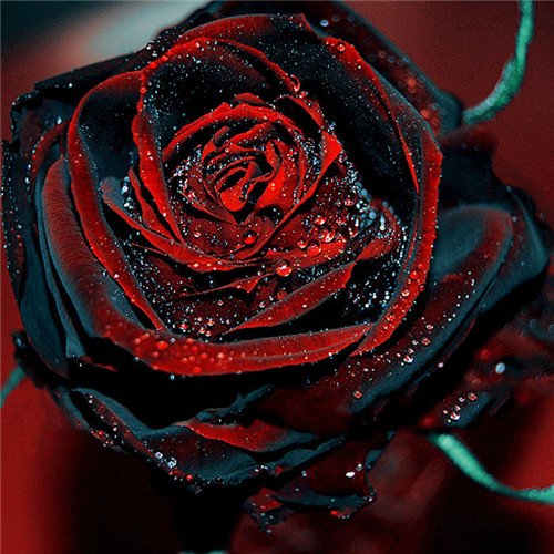 6208542605828 - 11.11 ON SALE! 1 PROFESSIONAL PACK, 100 SEEDS / PACK, RED BLACK RARE ROSE PLANT SEEDLING GARDEN SEED