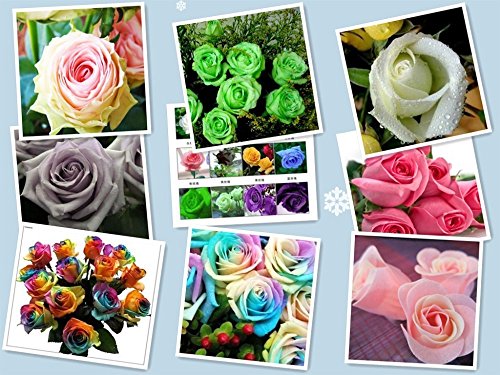 6208542613564 - ON SALE! 120PCS 12 COLORS CHINESE ROSE SEEDS - PINK BLACK WHITE RED PURPLE GREEN BLUE MULTI-COLORED RAINBOW ROSE FLOWER SEEDS