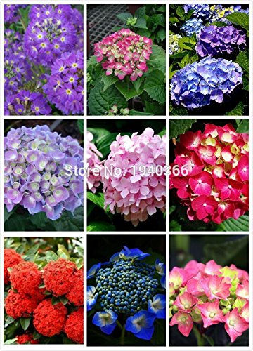 6208542697090 - FREE SHIPPING *2015 100 HOME&GARDEN BONSAI MIX KINDS HYDRANGEA SEED SEMENTES DE FLORES FLOWERSHOME POTTED PLANT HOUSEHOLD