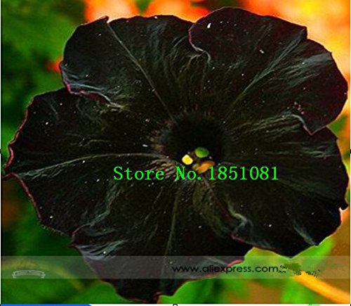 6208542787630 - RARE SUPER BLACK CAT PETUNIA FLOWER SEEDS, PROFESSIONAL PACK, 100 SEEDS / PACK, NEW ANNUAL BONSAI PETUNIA