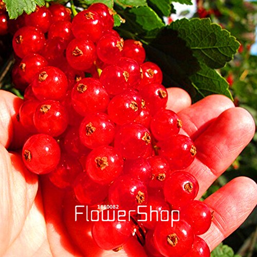 6208542839605 - NEW FRESH SEEDS RED CURRANT FRUIT PLANT PAN-AMERICAN GOOSEBERRY SEEDS LANTERN FRUIT SEED SEMENTES DA FRUTA - 5 SEED/LOT,#KMYW38