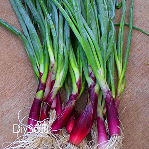 6208542840373 - PROMOTION!FOUR SEASONS RED SMALL SHALLOT SEEDS,DELICIOUS JARDIN VEGETABLE SEEDS SEMENTES DA FRUTA - 10PCS A PACK,#T3R14U