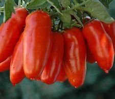 6208542933808 - 100 SEEDS - GIANT MONSTER TOMATO SEEDS EASY PLANTING FARMING FREE SHIPPING VEGETALES TOMATE SEMILLAS