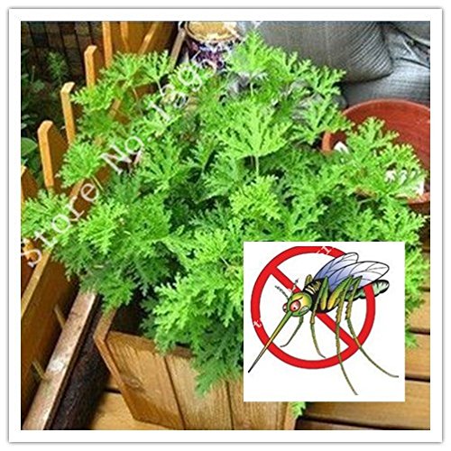6208542938490 - 100PCS - MOSQUITO REPELLING GRASS MOZZIE BUSTER SWEETGRASS.GARDEN HOME BONSAI PLANT.EASY PLANTING FREE SHIPPING INDOOR PLANT