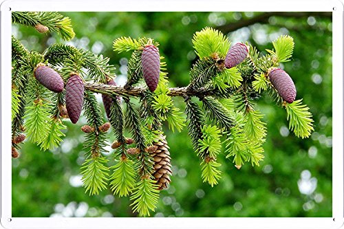 0628608451637 - PLANET SCENE POSTER - FIR BRANCH PINE CONES CLOSE-UP 79412 TIN SIGN (8X12)