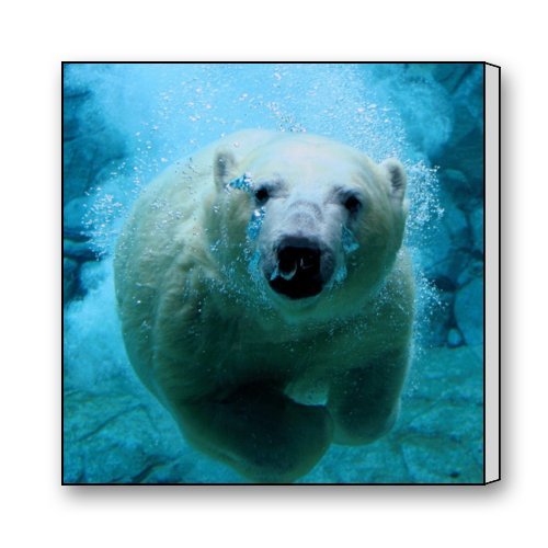0631137377743 - BEST-SELLING,100% BRAND NEW,POLAR BEARS THEME CANVAS PRINT(FRAME ALSO INCLUDED)- MEASURE SIZE:16(L) X 16(W)