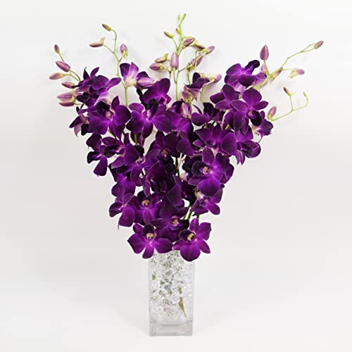 0636358000760 - ATHENA’S GARDEN FRESH CUT ORCHIDS PURPLE 10 STEMS DENDROBIUM ORCHIDS FLOWERS WITH VASE AND ROCKS