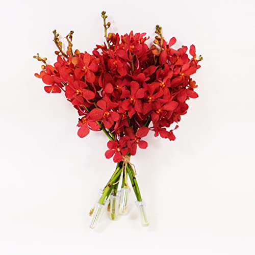 0636358000777 - ATHENA’S GARDEN FRESH CUT ORCHIDS 10 STEMS DEEP RED MOKARA CUT ORCHID FLOWERS