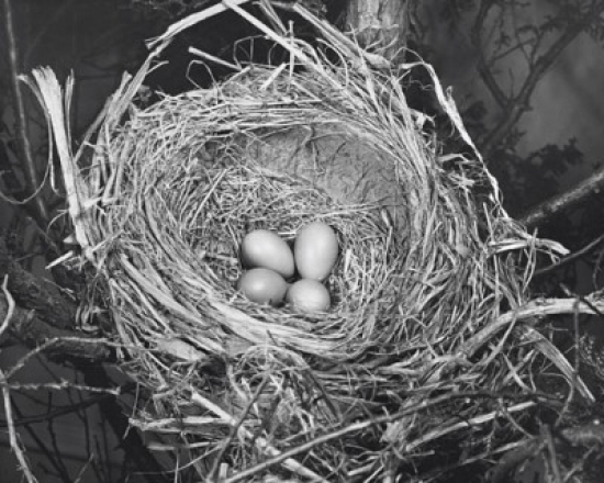 0644042936127 - HIGH ANGLE VIEW OF FOUR ROBIN'S EGGS IN A NEST POSTER PRINT (24 X 36)