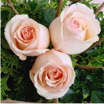 6649954141151 - SALE!HOT SALE 100 SEEDS CABBAGE ROSE FLOWER SEEDS ROSE SEEDS DIY HOME AND GARDEN FREE SHIPPING