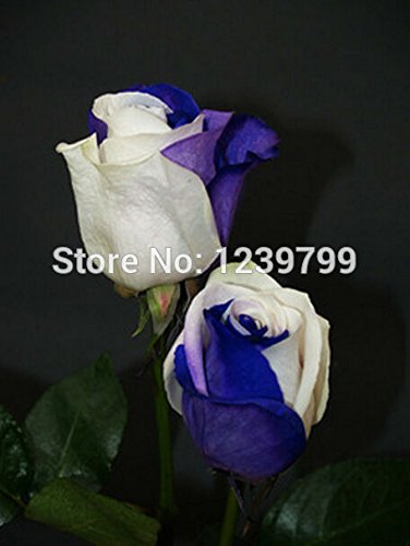 6649954141984 - FREE SHIPPING BONSAI SEEDS FLOWER SEEDS SEMENTES DE FLORES WHITE MIX BLUE 200PCS GROW TO FLOWER SEEDLINGS CASA E JARDIN A GIFT
