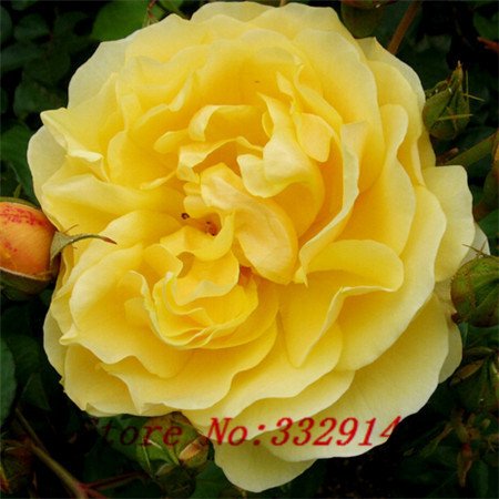 6649954142431 - ``HOT `HOT SALE 100 SEEDS CABBAGE ROSE FLOWER SEEDS ROSE SEEDS DIY HOME AND GARDEN FREE SHIPPING