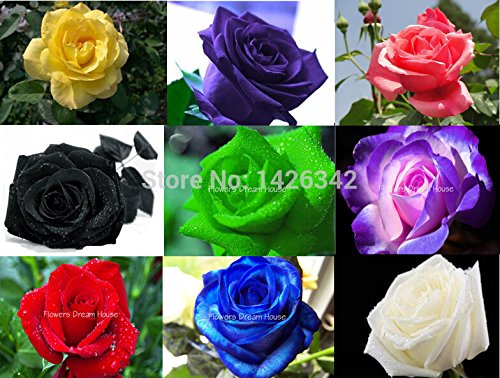 6649954154410 - BONSAI FLOWER SEEDS MIX 9 COLORS TOTAL 720PCS/PACK SEEDS ROSE YELLOW PURPLE RED BLACK GREEN POWERBLUE RED WHITE BLUE ROSE SEEDS