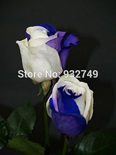 6649954202173 - FREE SHIPPING BONSAI SEEDS FLOWER SEEDS SEMENTES DE FLORES WHITE MIX BLUE 300PCS GROW TO FLOWER SEEDLINGS CASA E JARDIN A GIFT