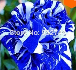 6649954202197 - FREE SHIPPING BONSAI SEEDS SEMENTES DE FLORES WHITE MIX BLUE 300PCS GROW TO FLOWER SEEDLINGS FLOWER SEEDS JARDIM HOME&GARDEN