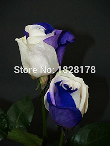 6649954202654 - FREE SHIPPING BONSAI SEEDS FLOWER SEEDS SEMENTES DE FLORES WHITE MIX BLUE 300PCS GROW TO FLOWER SEEDLINGS CASA E JARDI A GIFT