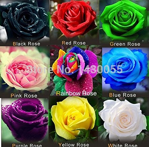 6649954207574 - SEMENTES DE ROSA MIX 9 COLORS 540PCS/BAG RAINBOW ROSE BLACK ROSES BLUE ROSE SEEDS ETC FLOWER SEEDS SEMENTES DE FLORES GARDEN