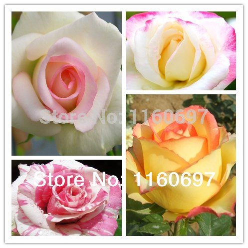 6649954207949 - NEW 2014 FLOWERS SEEDS SEMENTES DE FLORES MIX 4 COLOUR ROSE SEEDS 400PCS FOR HOME CASA GARDEN BONSAI FLOWER POTS PLANTERS