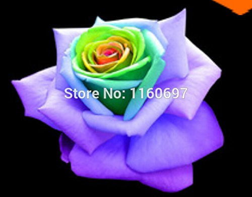 6649954208038 - HOME&GARDEN FLOWER SEEDS ROSE SEEDS,PURPLE MIX GREEN 200PCS/BAG SEMENTES DE FLORES FOR CASA E JARDIM SEMILLAS DE PLANTAS A GIFT