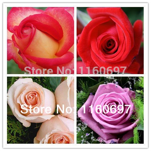 6649954208151 - BONSAI ROSE FLOWER SEEDS SEMENTES DE ROSA MIX FOUR COLORS ONE BAG 400PCS ROSE SEEDS FOR HOME CASA GARDEN FLOWER POTS PLANTERS