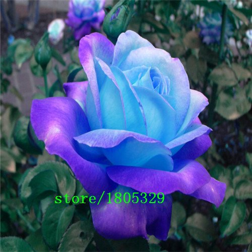 6649954209257 - MYSTIC RAINBOW ROSE BUSH FLOWER SEEDS 100 STRATISFIED SEEDS FREE SHIPPING
