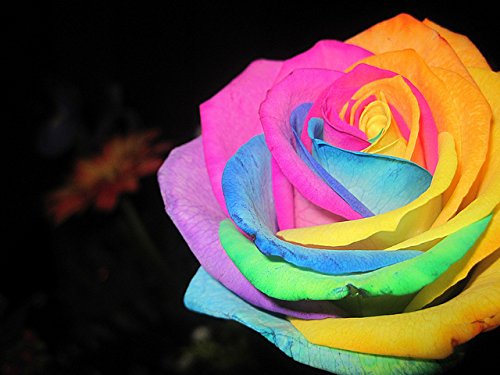 6649954218259 - NEW 2015 FLOWER SEED 200PCS MIX COLOR ROSE SEED SEMENTES DE FLORES RARAS HOME&GARDEN JARDIN BONSAI PLANTAS +A FREE GIFT