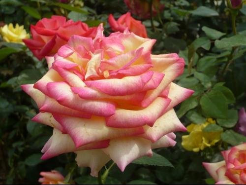 6649954218266 - NEW 2015 FLOWER SEED 200PCS MIX COLOR ROSE SEED SEMENTES DE FLORES RARAS HOME&GARDEN JARDIN BONSAI PLANTAS +A FREE GIFT