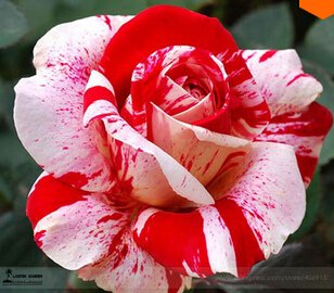 6649954218327 - NEW 2015 FLOWER SEED 200PCS MIX COLOR ROSE SEED SEMENTES DE FLORES RARAS HOME&GARDEN JARDIN BONSAI PLANTAS +A FREE GIFT