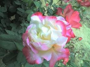 6649954218389 - NEW 2015 FLOWER SEED 200PCS MIX COLOR ROSE SEED SEMENTES DE FLORES RARAS HOME&GARDEN JARDIN BONSAI PLANTAS +A FREE GIFT