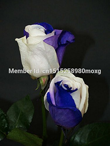 6649954246023 - FREE SHIPPING, BONSAI SEEDS, ROSE SEED, FLOWER SEEDS SEMENTES DE FLORES WHITE MIX BLUE 300PCS JARDIN HOME&GARDEN WITH A GIFT
