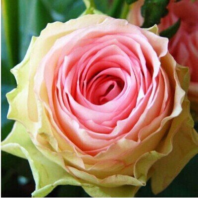 6649954248577 - HOT SALE 100 SEEDS CABBAGE ROSE FLOWER SEEDS DIY HOME AND GARDEN FREE SHIPPING