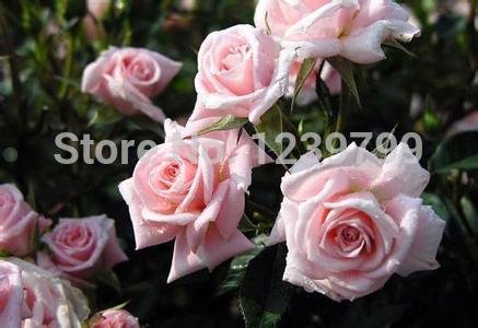 6649954267004 - 200PCS/BAG LIGHT PINK RARE FLOWER SEEDS ROSE SEEDS SEMILLAS SEMENTES DE FLORES VASOS DE PLANTAS BOLSA CASA JARDIM BONSAI PLANTSA
