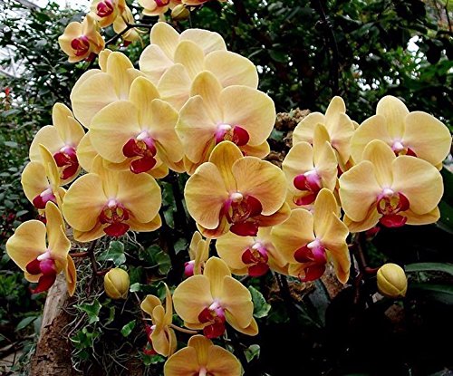 6649954276556 - 100PCS ORCHID-SEED FLOWER SEEDS FOR HOME GARDEN PHALAENOPSIS ORCHID SEEDS BUY-DIRECT-FROM-CHINA ORQUIDEA SEMENTE