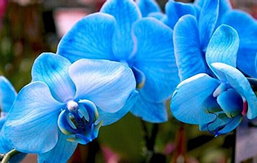 6649954276570 - 100PCS ORCHID-SEED FLOWER SEEDS FOR HOME GARDEN PHALAENOPSIS ORCHID SEEDS BUY-DIRECT-FROM-CHINA ORQUIDEA SEMENTE