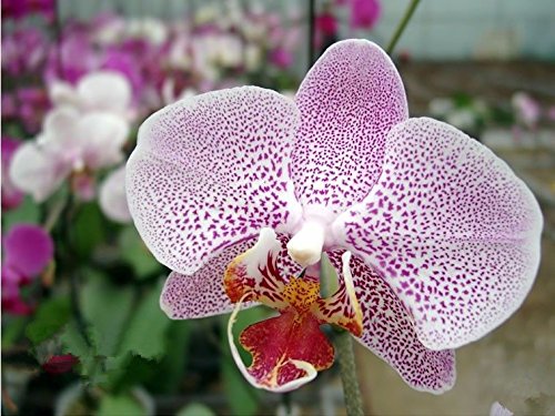 6649954276587 - 100PCS ORCHID-SEED FLOWER SEEDS FOR HOME GARDEN PHALAENOPSIS ORCHID SEEDS BUY-DIRECT-FROM-CHINA ORQUIDEA SEMENTE