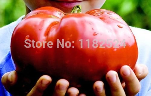 6649954345160 - 100 SEEDS - GIANT MONSTER TOMATO SEEDS EASY PLANTING FARMING VEGETALES TOMATE SEMILLAS