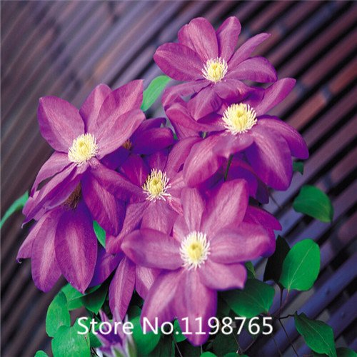 6649954363430 - PROMOTION 500 PCS/BAG,CLEMATIS SEEDS,CLEMATIS PLANT FLOWER SEEDS,CLEMATIS SEND YOU MIXED COLORS TOTAL 500 FOR HOME GARDEN NOVEL
