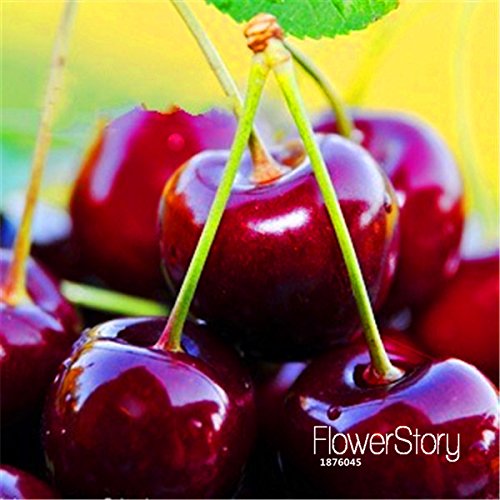 6649954411988 - BEST-SELLING!DIRECT US CHERRIES CHERRY TREE SEED SEED DWARF CHERRY TREE FRUIT SEED SOUTH SEMENTES DA FRUTA,5 PCS/PACK,#0FGBBO