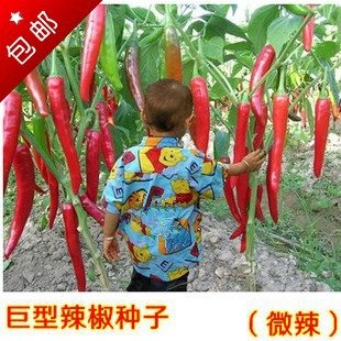 6649954417287 - 50SEEDS/BAG SHIPPING GIANT CHILI PEPPER SEEDS XINTAI ONE EASY KIND OF SEED POTTED BALCONY GARDEN