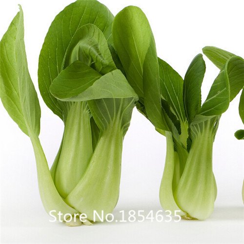 6649954418819 - GARDEN PLANT HOT SALE VEGETABLE SEEDS BRASSICA CHINENSIS, PAKCHOI SEEDS, FEATHERS DISHES,ABOUT 200 PARTICLES BONSAI SEED