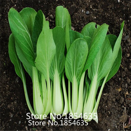 6649954418826 - GARDEN PLANT HOT SALE VEGETABLE SEEDS BRASSICA CHINENSIS, PAKCHOI SEEDS, FEATHERS DISHES,ABOUT 200 PARTICLES BONSAI SEED
