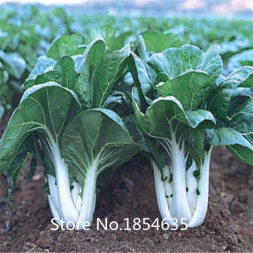 6649954418833 - GARDEN PLANT HOT SALE VEGETABLE SEEDS BRASSICA CHINENSIS, PAKCHOI SEEDS, FEATHERS DISHES,ABOUT 200 PARTICLES BONSAI SEED