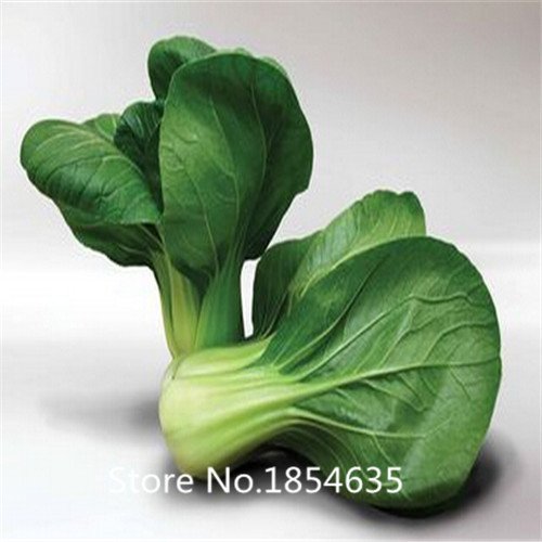 6649954418840 - GARDEN PLANT HOT SALE VEGETABLE SEEDS BRASSICA CHINENSIS, PAKCHOI SEEDS, FEATHERS DISHES,ABOUT 200 PARTICLES BONSAI SEED
