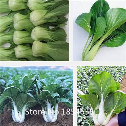 6649954418857 - GARDEN PLANT HOT SALE VEGETABLE SEEDS BRASSICA CHINENSIS, PAKCHOI SEEDS, FEATHERS DISHES,ABOUT 200 PARTICLES BONSAI SEED