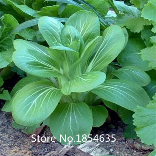 6649954418864 - GARDEN PLANT HOT SALE VEGETABLE SEEDS BRASSICA CHINENSIS, PAKCHOI SEEDS, FEATHERS DISHES,ABOUT 200 PARTICLES BONSAI SEED